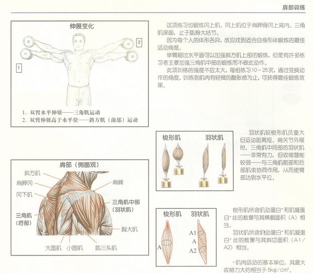 三角肌健身房锻炼方法_健身三角肌_三角肌健身器材