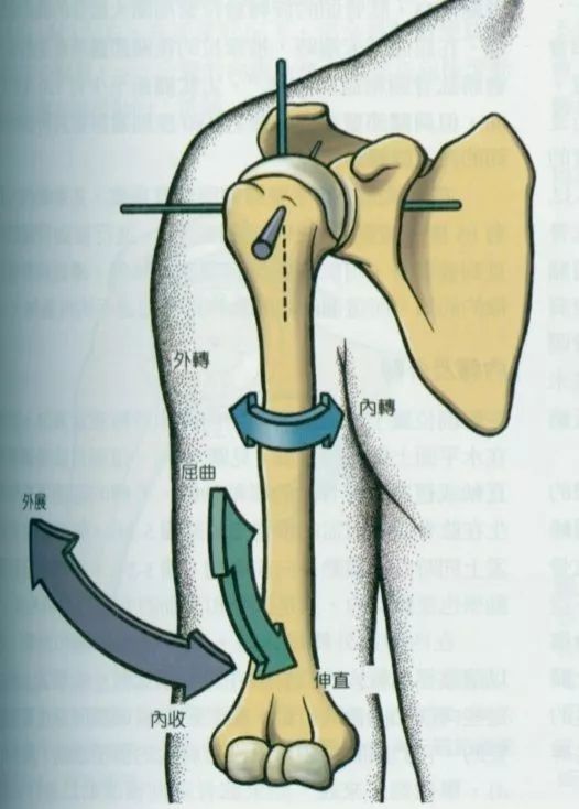 三角肌健身房锻炼方法_三角肌健身器材_健身三角肌